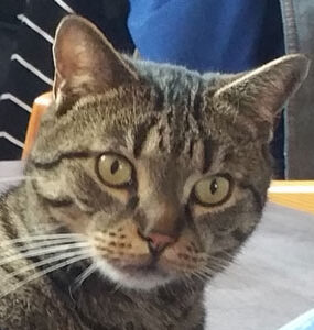 Felix