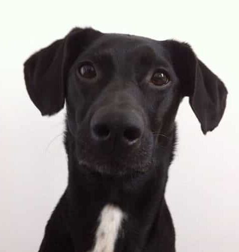 Oscar